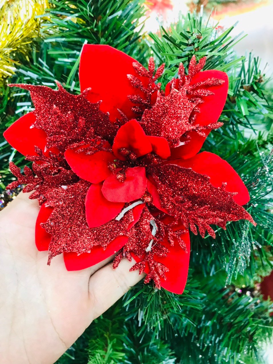 Bông Trạng Nguyên Trang Trí Noel