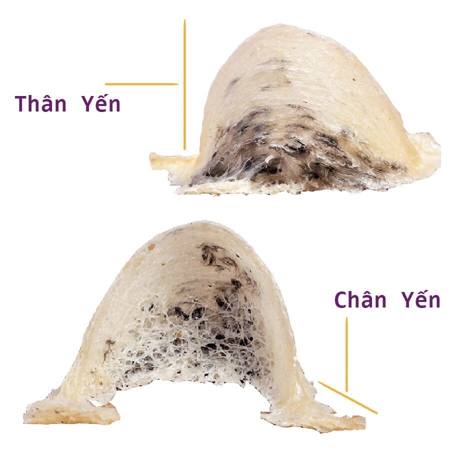 Yến Sào Chân Tua Đã Làm Sạch Tặng Kèm Đồ Chưng, Tổ Yến Tinh Chế Nguyên Chất - Yến Sào Nha Trang - Thực Phẩm Cao Cấp