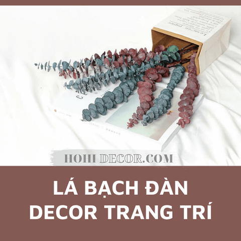 Cành Bạch Đàn (Khuynh Diệp) Khô - (40-50cm)