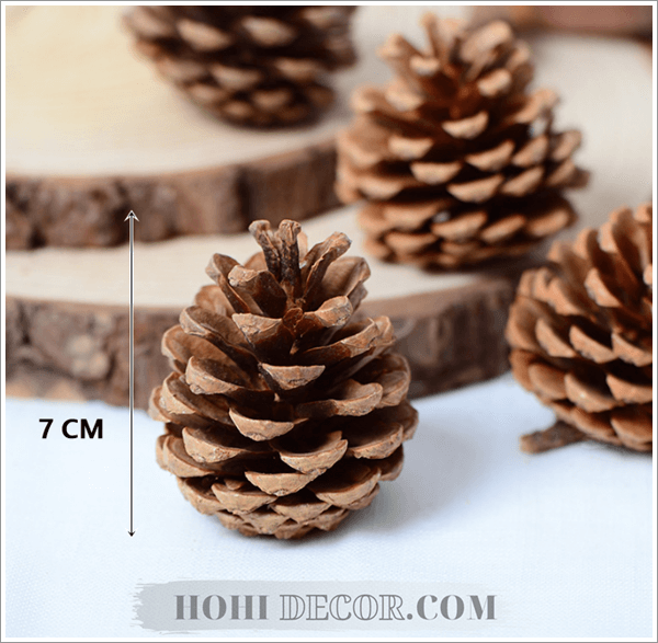 Quả Thông Đủ Size Trang Trí Chụp Ảnh