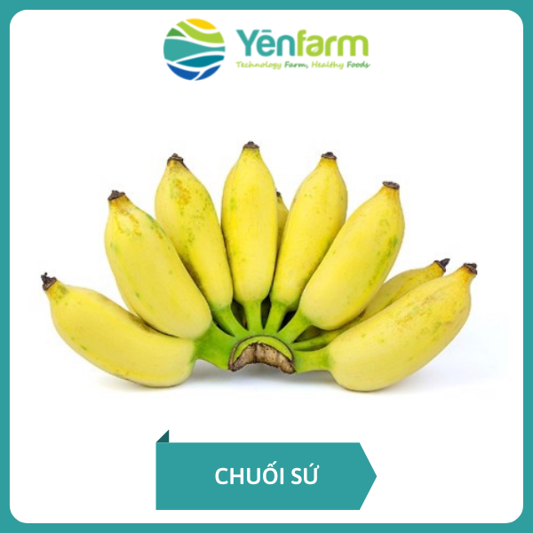 Bán giống chuối sứ lùn chuẩn giống nuôi cấy mô