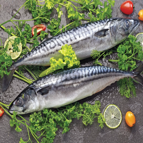 CÁ SABA NAUY NGUYÊN CON 500G