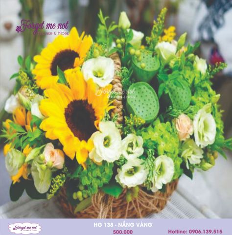  HG138 - NẮNG VÀNG 