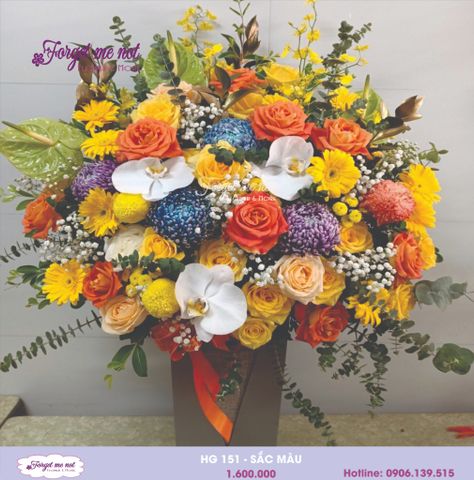 HG151- SẮC MÀU 