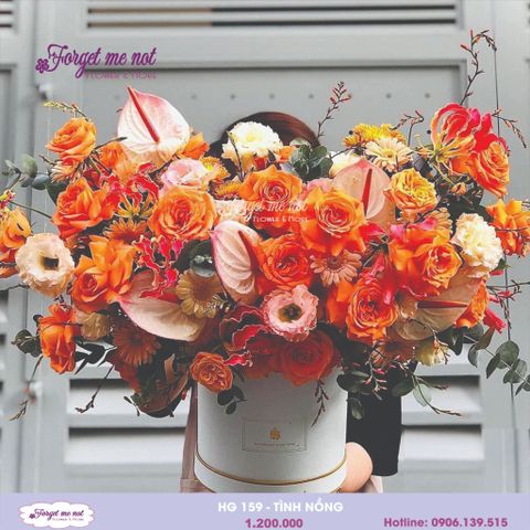  HG159 - TÌNH NỒNG 