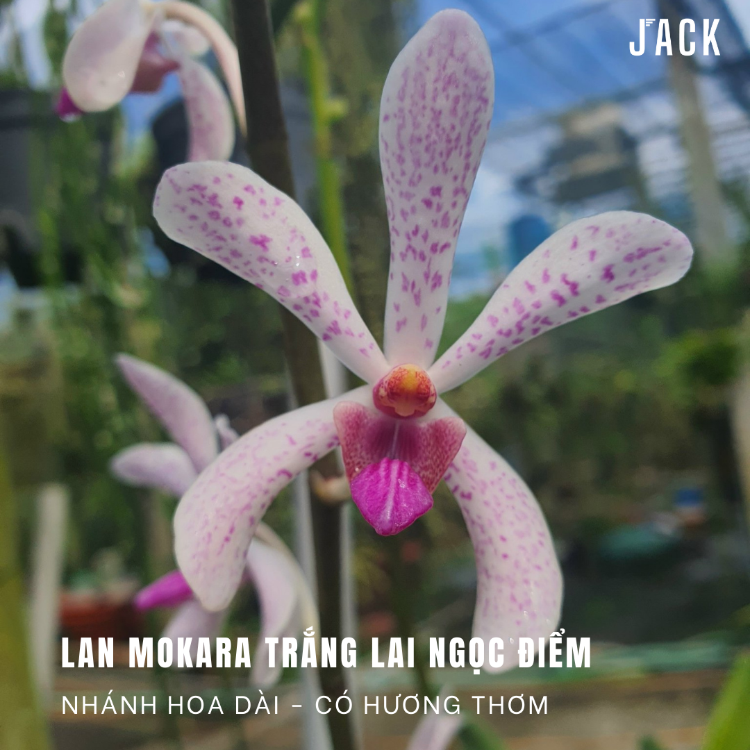  [Cây Con] Lan Mokara [Giao Hàng Toàn Quốc] 