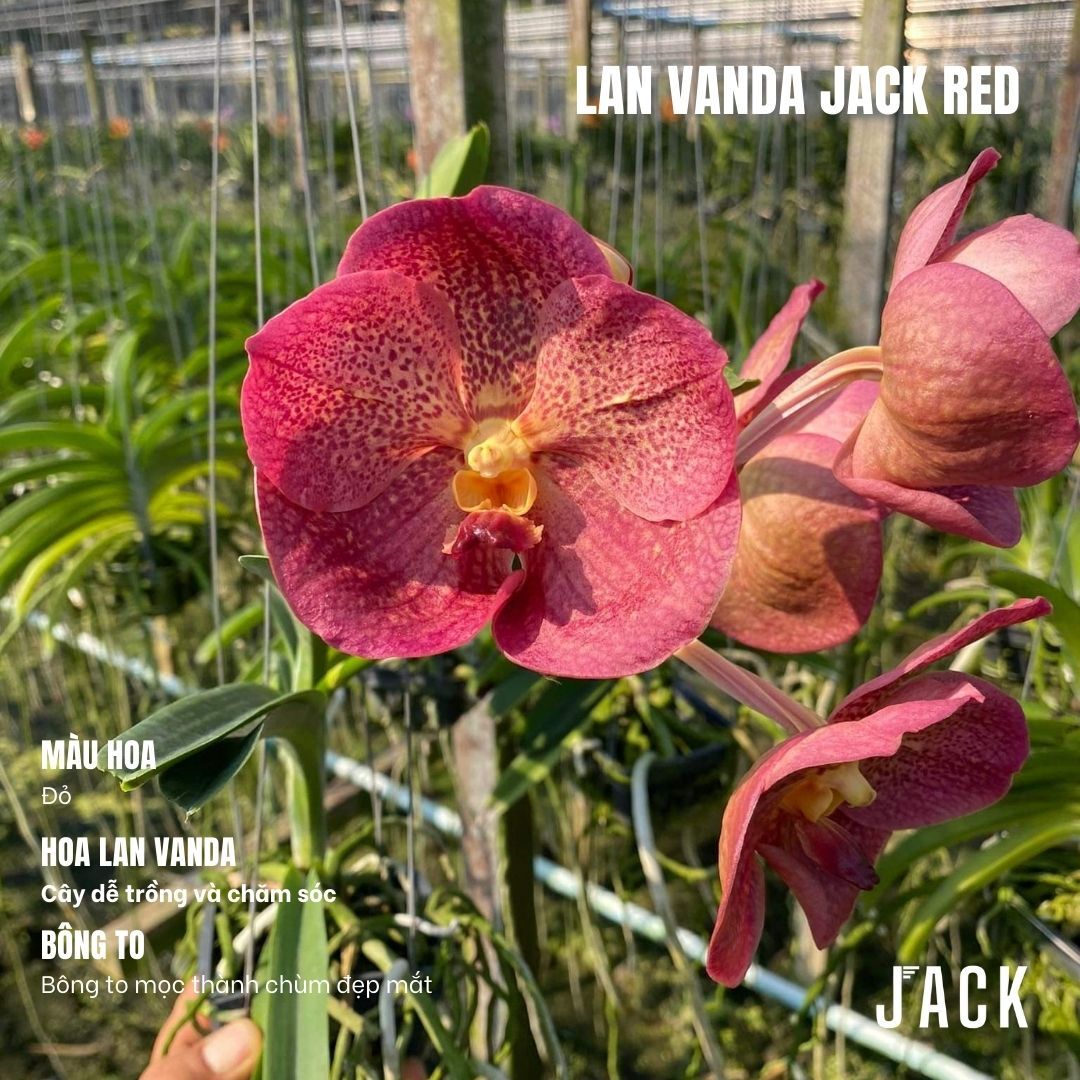  Lan Vanda Jack Red - Bông Đẹp [Giao hàng toàn quốc] 