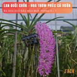  Lan Đuôi Chồn - Hoa Thơm Phức Cả Vườn [Cây ra hoa vào đầu mùa mưa tháng 5-7] 