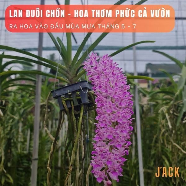  Lan Đuôi Chồn - Hoa Thơm Phức Cả Vườn [Cây ra hoa vào đầu mùa mưa tháng 5-7] 