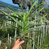  Lan Vanda Jack - Tím Blue Violet 