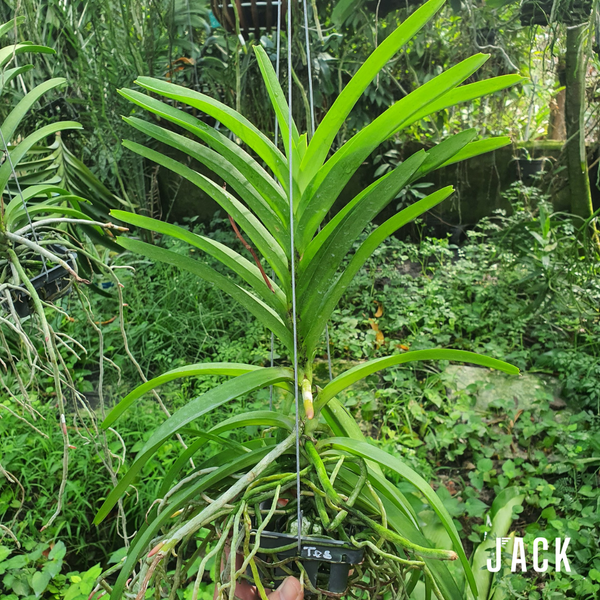  Lan Asco Đỏ Đốm - Cực Siêng Hoa Và Thơm 