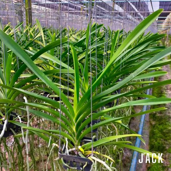  Lan Asco Vàng Chanh - Siêu Siêng Hoa 