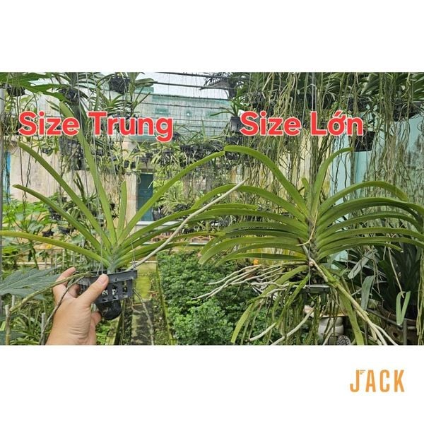  Lan Đuôi Chồn - Hoa Thơm Phức Cả Vườn [Cây ra hoa vào đầu mùa mưa tháng 5-7] 