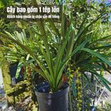  Lan Kiếm Xanh Huế - 1 Tép lớn [Hàng Quý Hiếm] 