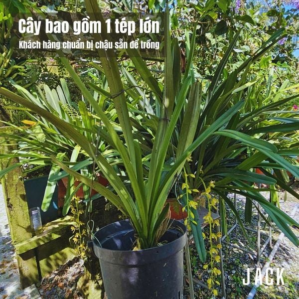  Lan Kiếm Xanh Huế - 1 Tép lớn [Hàng Quý Hiếm] 