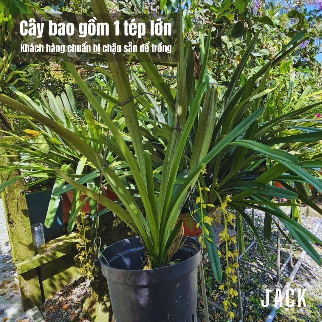  Lan Kiếm Xanh Huế - 1 Tép lớn [Hàng Quý Hiếm] 