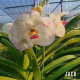  Lan Vanda Jack White - Bông Đẹp [Giao hàng toàn quốc] 