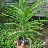  Lan Asco Đỏ Đốm - Cực Siêng Hoa Và Thơm 