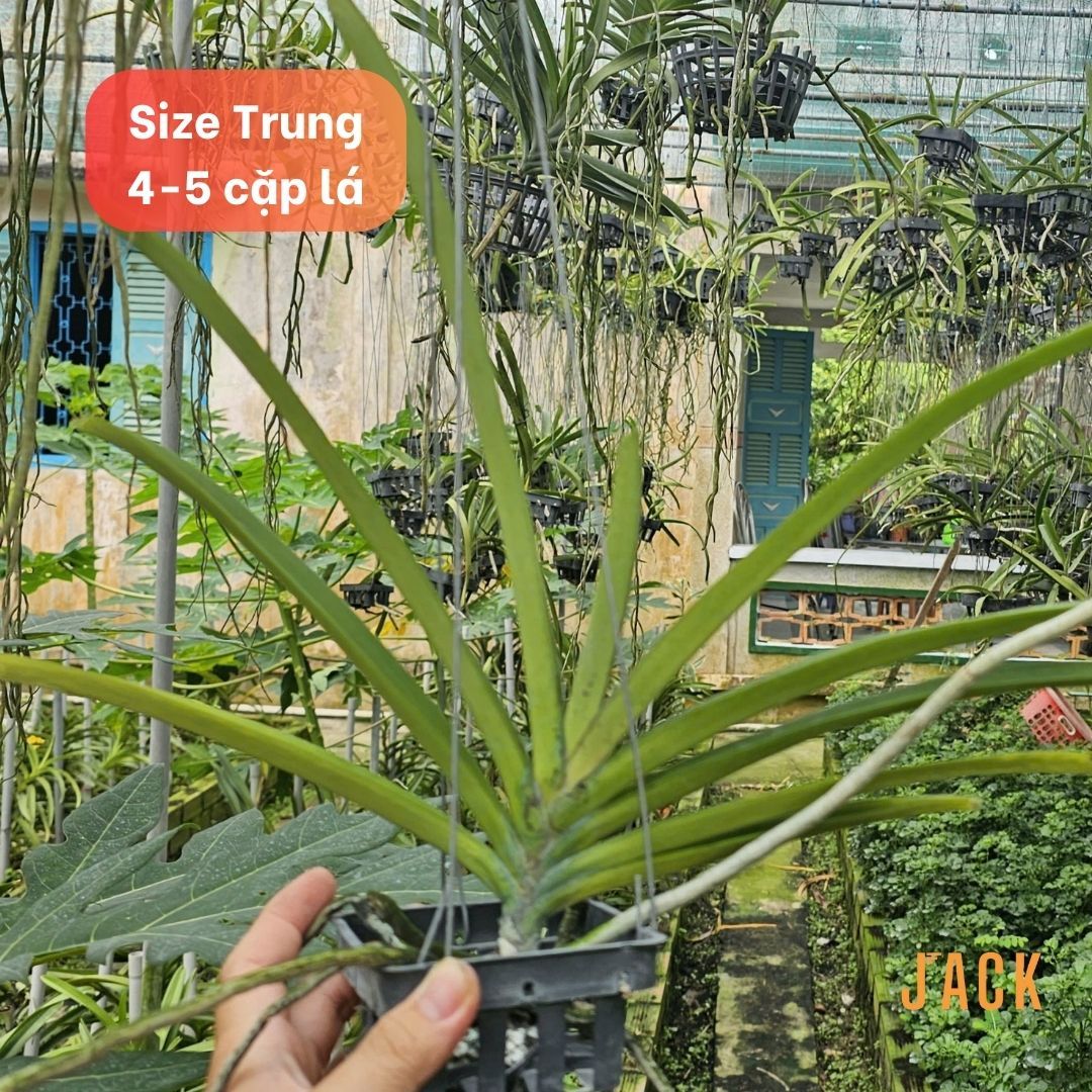  Lan Đuôi Chồn - Hoa Thơm Phức Cả Vườn [Cây ra hoa vào đầu mùa mưa tháng 5-7] 