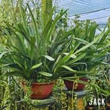  Lan Kiếm Xanh Huế - 1 Tép lớn [Hàng Quý Hiếm] 