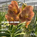  Lan Vanda Jack Brown - Bông Đẹp [Giao Hàng Toàn Quốc] 