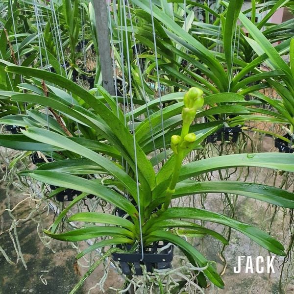  Lan Vanda Vàng Chanh - Bông Đẹp [Giao hàng toàn quốc] 