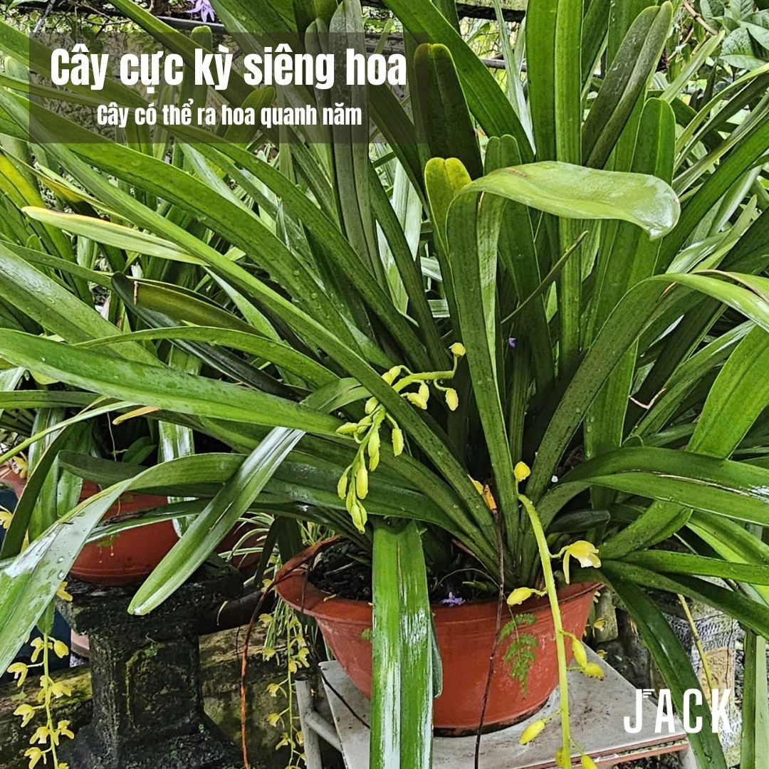  Lan Kiếm Xanh Huế - 1 Tép lớn [Hàng Quý Hiếm] 