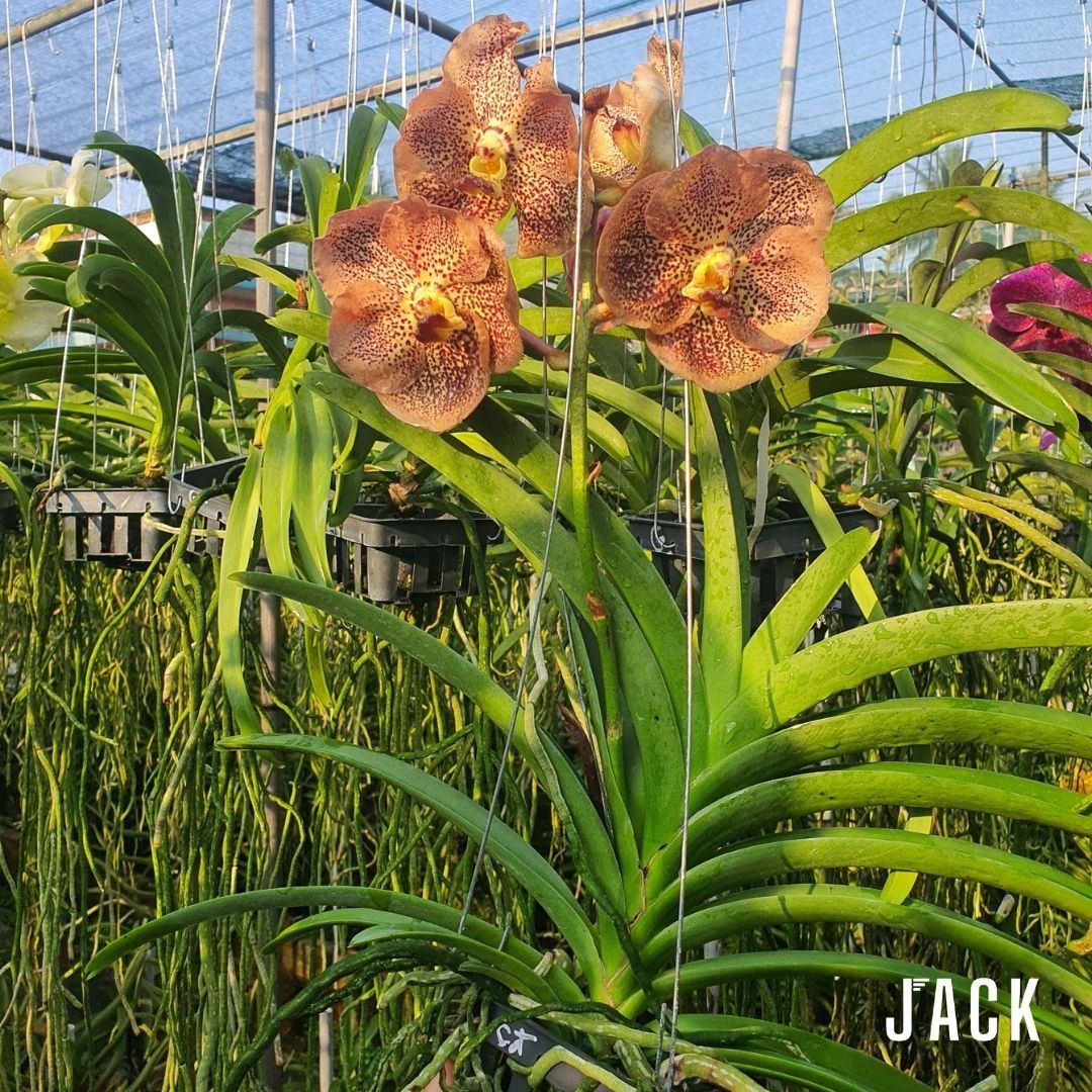  Lan Vanda Jack Brown - Bông Đẹp [Giao Hàng Toàn Quốc] 