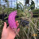 Lan Đuôi Chồn - Hoa Thơm Phức Cả Vườn [Cây ra hoa vào đầu mùa mưa tháng 5-7] 