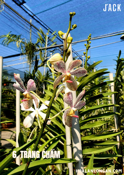  [Cây lớn] Lan Mokara Màu Trắng, Cam và Tím [Giao Hàng Toàn Quốc] 
