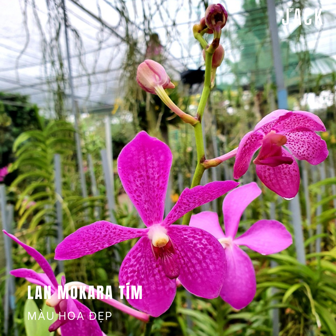  [Cây Con] Lan Mokara [Giao Hàng Toàn Quốc] 