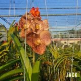 Lan Vanda Jack Brown - Bông Đẹp [Giao Hàng Toàn Quốc] 