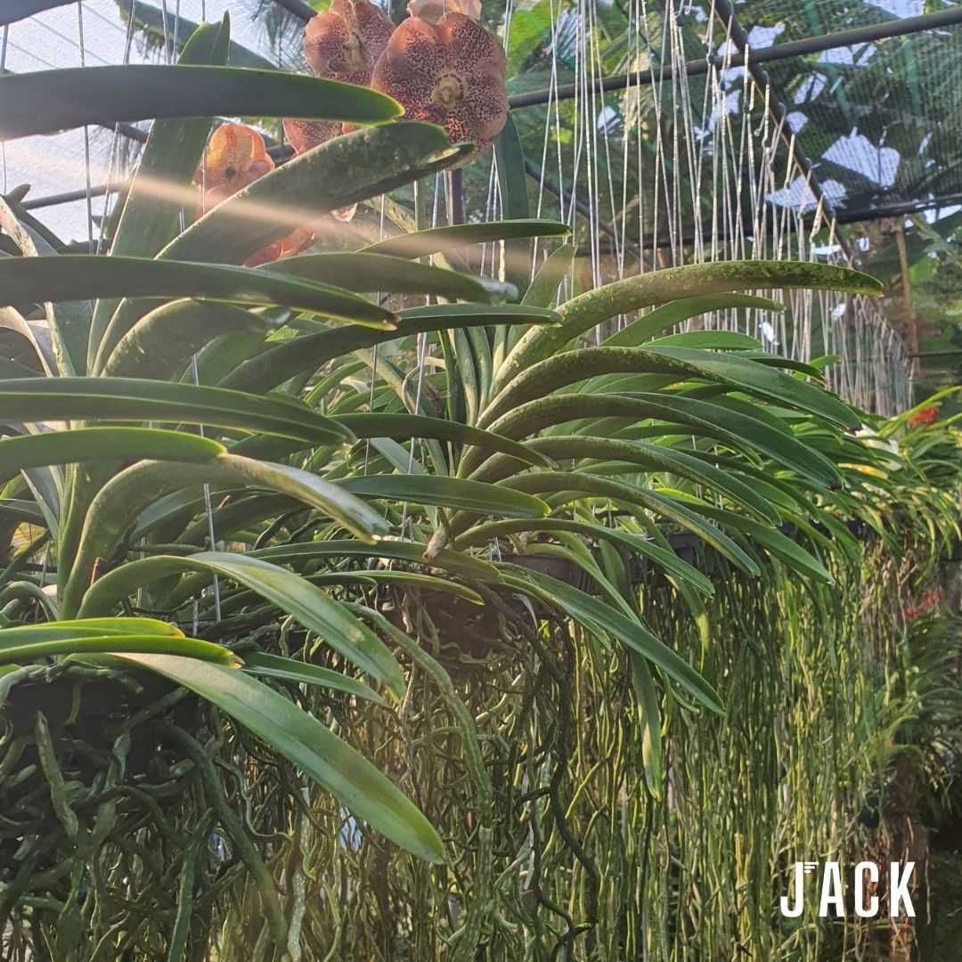  Lan Vanda Jack Brown - Bông Đẹp [Giao Hàng Toàn Quốc] 