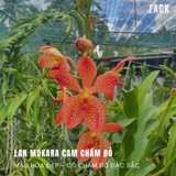  [Cây Con] Lan Mokara [Giao Hàng Toàn Quốc] 