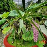 Lan Đuôi Chồn - Hoa Thơm Phức Cả Vườn [Cây ra hoa vào đầu mùa mưa tháng 5-7] 
