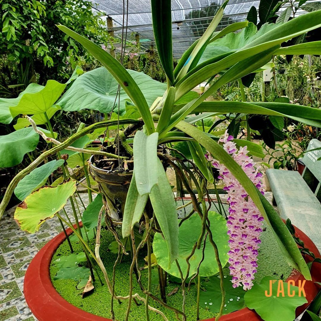  Lan Đuôi Chồn - Hoa Thơm Phức Cả Vườn [Cây ra hoa vào đầu mùa mưa tháng 5-7] 