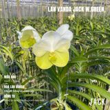  Lan Vanda Jack W.Green - Bông Đẹp [Giao hàng toàn quốc] 