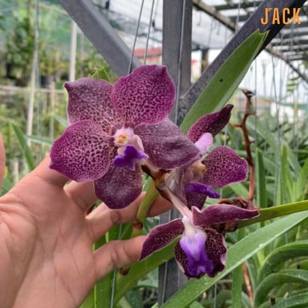  Lan Vanda Jack - Tím Indigo 