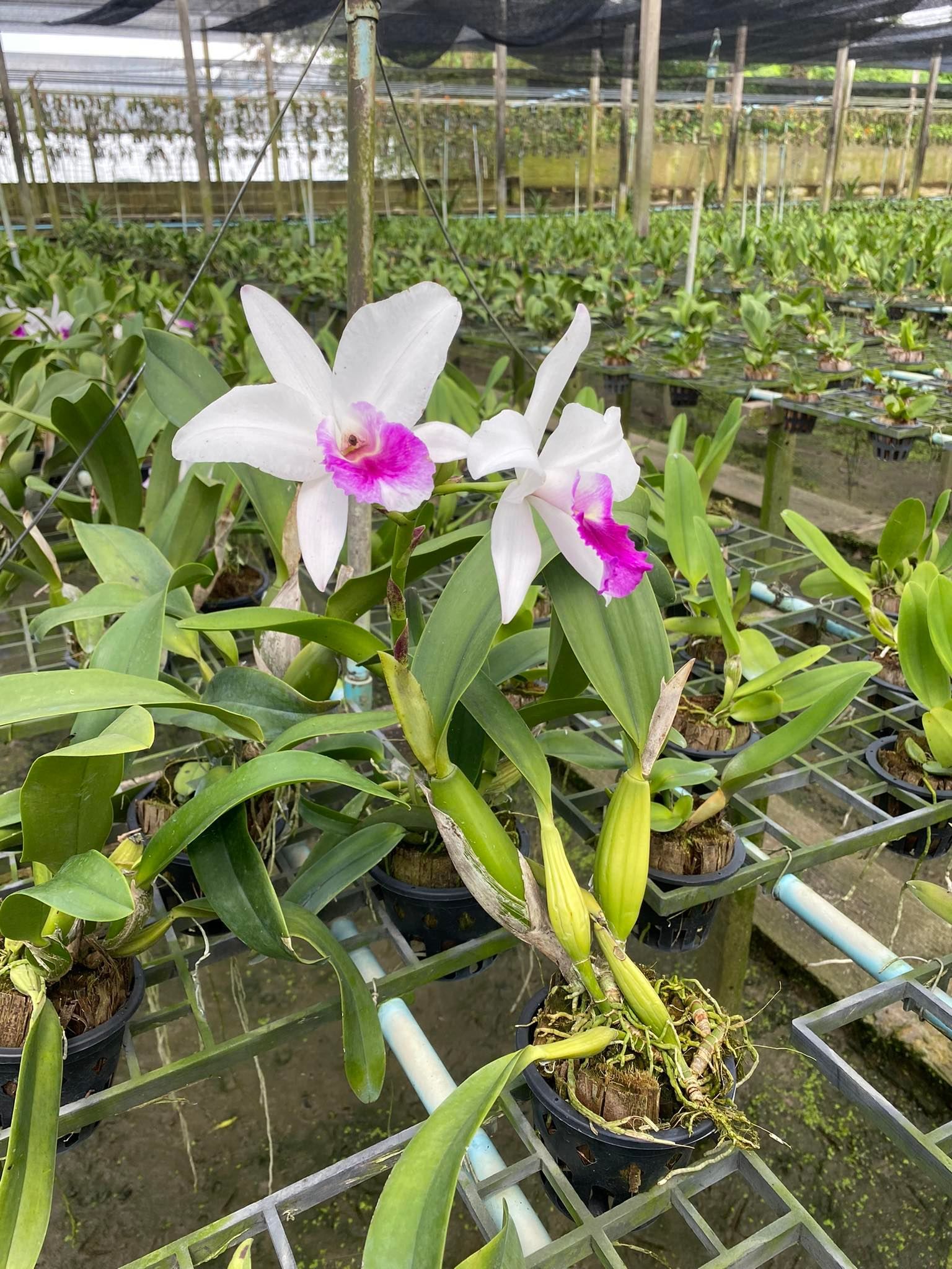  Cattleya Bông Trắng [Giao Hàng Toàn Quốc] 