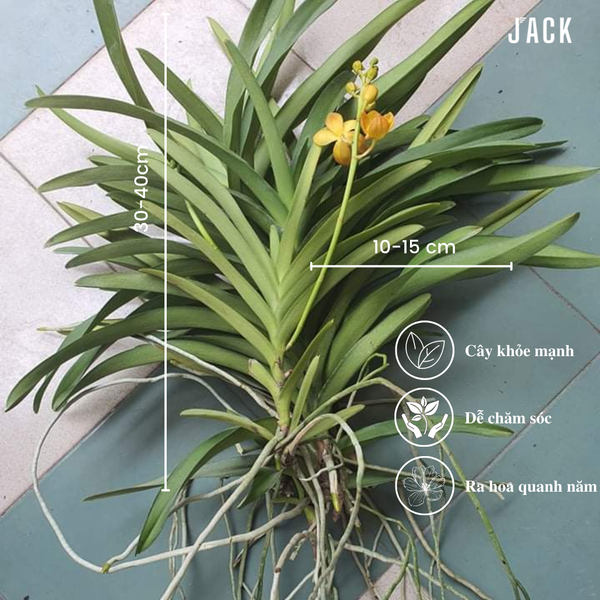  Combo 5 Cây Lan Con Mokara Nhiều Màu 