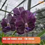  Lan Vanda Jack Tím Indigo - Quý Phái và Có Hương Thơm Thoảng 