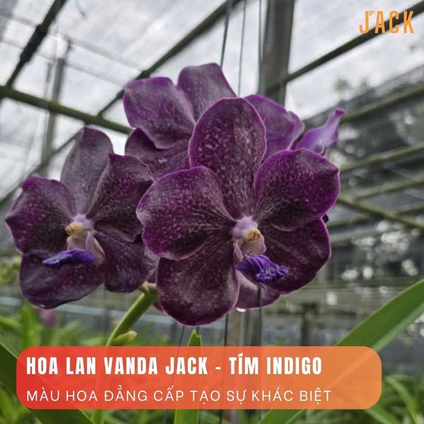  Lan Vanda Jack - Tím Indigo 