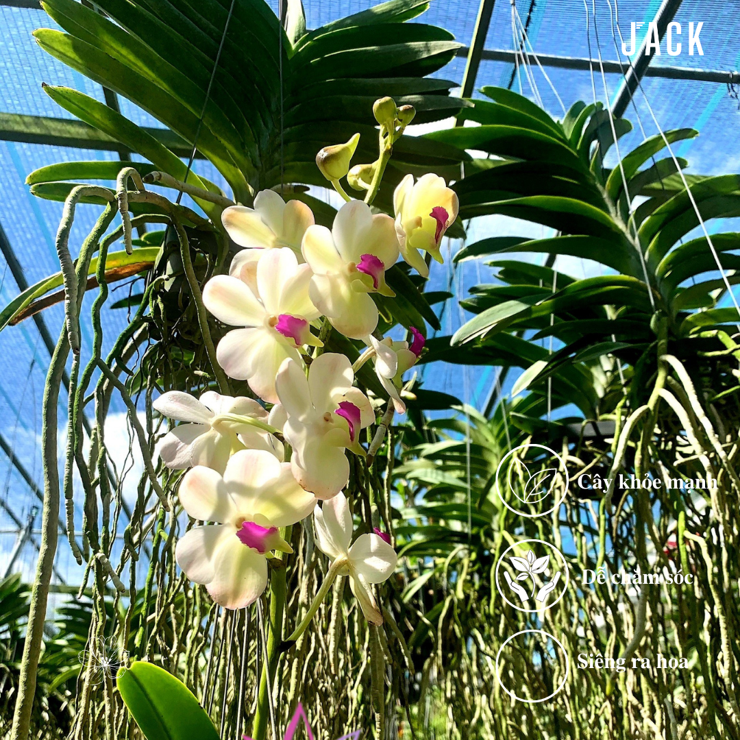  [Cây Con] Lan Asco Thái Lan - Vanda lai Ngọc Điểm Hoa Thơm [Giao hàng toàn quốc] 