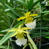  Lan Rừng Cù Lao Minh [Giao Hàng Toàn Quốc] 