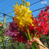  Combo 2 Cây Lan Mokara Đỏ Trưởng Thành Có Sẵn Hoa 70-80cm 