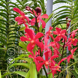  Combo 2 Cây Lan Mokara Đỏ Trưởng Thành Có Sẵn Hoa 70-80cm 