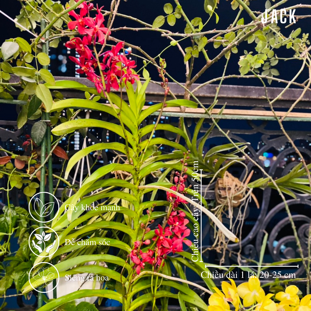  Combo 2 Cây Lan Mokara Đỏ Trưởng Thành Có Sẵn Hoa 70-80cm 
