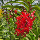  Combo 2 Cây Lan Mokara Đỏ Trưởng Thành Có Sẵn Hoa 70-80cm 