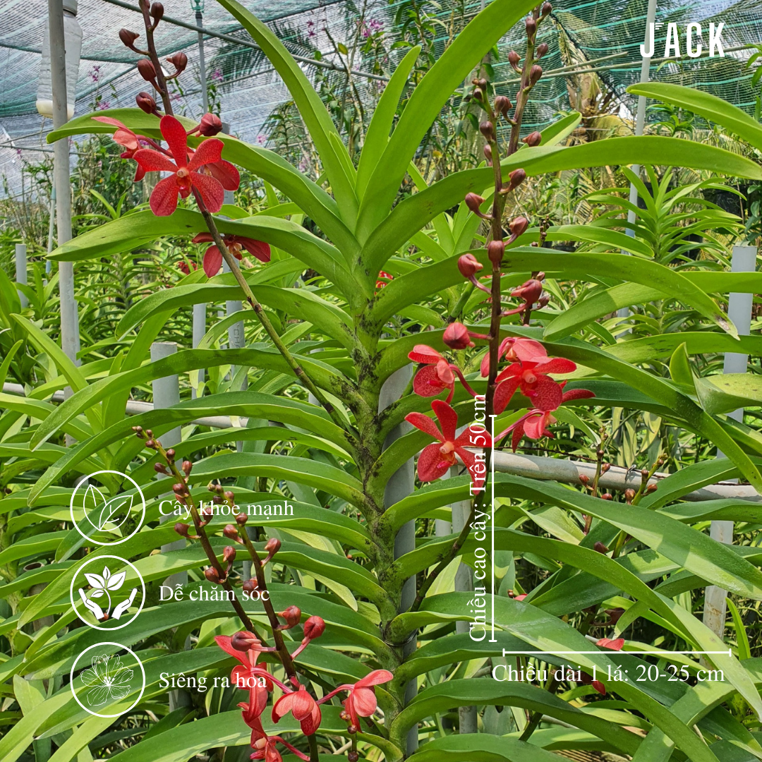  Combo 2 Cây Lan Mokara Đỏ Trưởng Thành Có Sẵn Hoa 70-80cm 