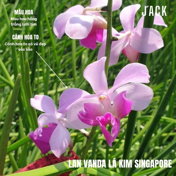  Lan Vanda Lá Kim Singapore 